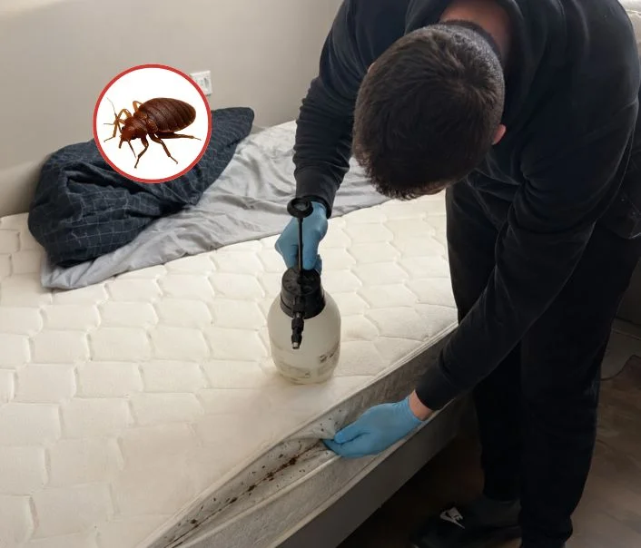 Technicien traitant un matelas contre les punaises de lit à Grez-sur-Loing